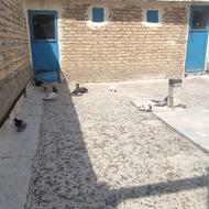 کفتر لوتی شامی وتهرانی