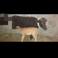 گاو جوان با گوساله نر