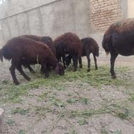 گوسفند با بره