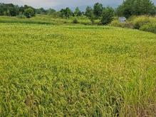 زمین کشاورزی 6300 متر در لشکاجان رودسر در شیپور