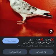 خواهان کفتر کبوتر نرتودم دار هیکلی