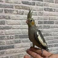 جوجه عروس تازه دون خور نر