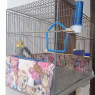 عروس هلندی نر