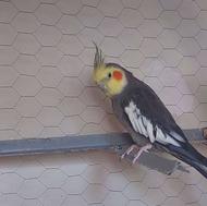 عروس هلندی نر بالغ