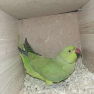 ملنگو نروماده یک ساله