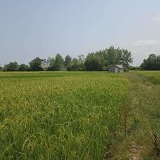 فروش زمین کشاورزی 5600 متر در جاده اصلی