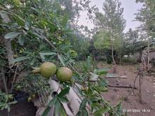 زمین مسکونی 360 متر در اسطلخ جان در شیپور