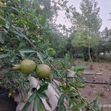 زمین مسکونی 360 متر در اسطلخ جان