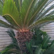 سیکاس سرحال و درشت، با تعدادی پاجوش