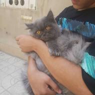 گربه پرشین چهار ماهه