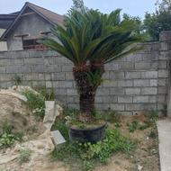 سیکاس بزرگ 