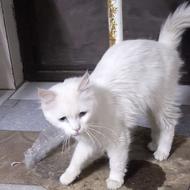 فروش گربه پرشین