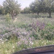 زنبور عسل زنبور عسل