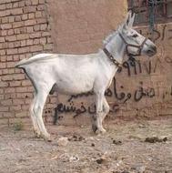 خر درشت نر اخته نیست گله ای مادیان رو