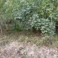 فروش زمین مسکونی 2130 متر در جاده کوچصفهان