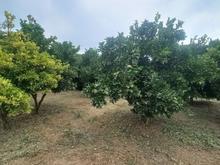 فروش زمین کشاورزی 1030 متر در بالاتجن در شیپور