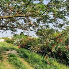 250 متر زمین کاربری مسکونی،جاده دریا، نزدیک میدان خزر