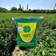 بذر یونجه سی ریور آمریکایی