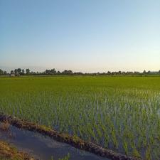 فروش زمین کشاورزی 5500 متر در جاده کیاکلا