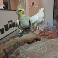 عروس هلندی،