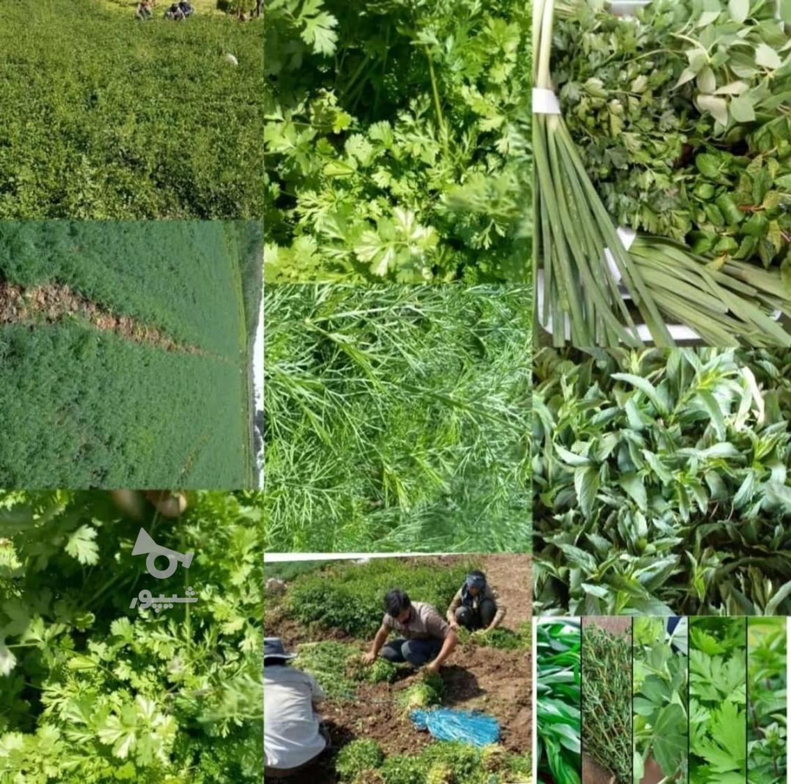 سبزی پاک عمده