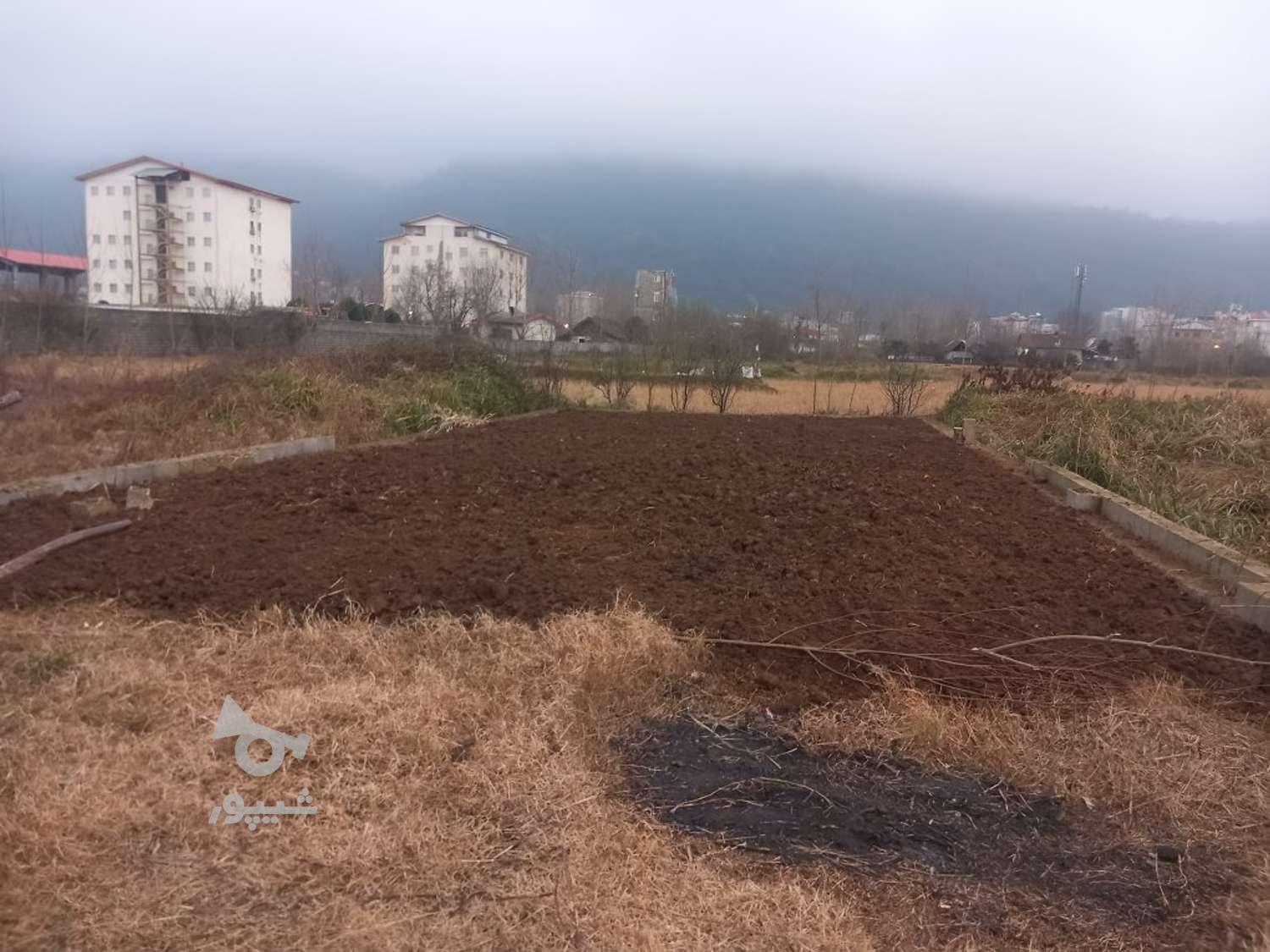 زدن علفهای حرز