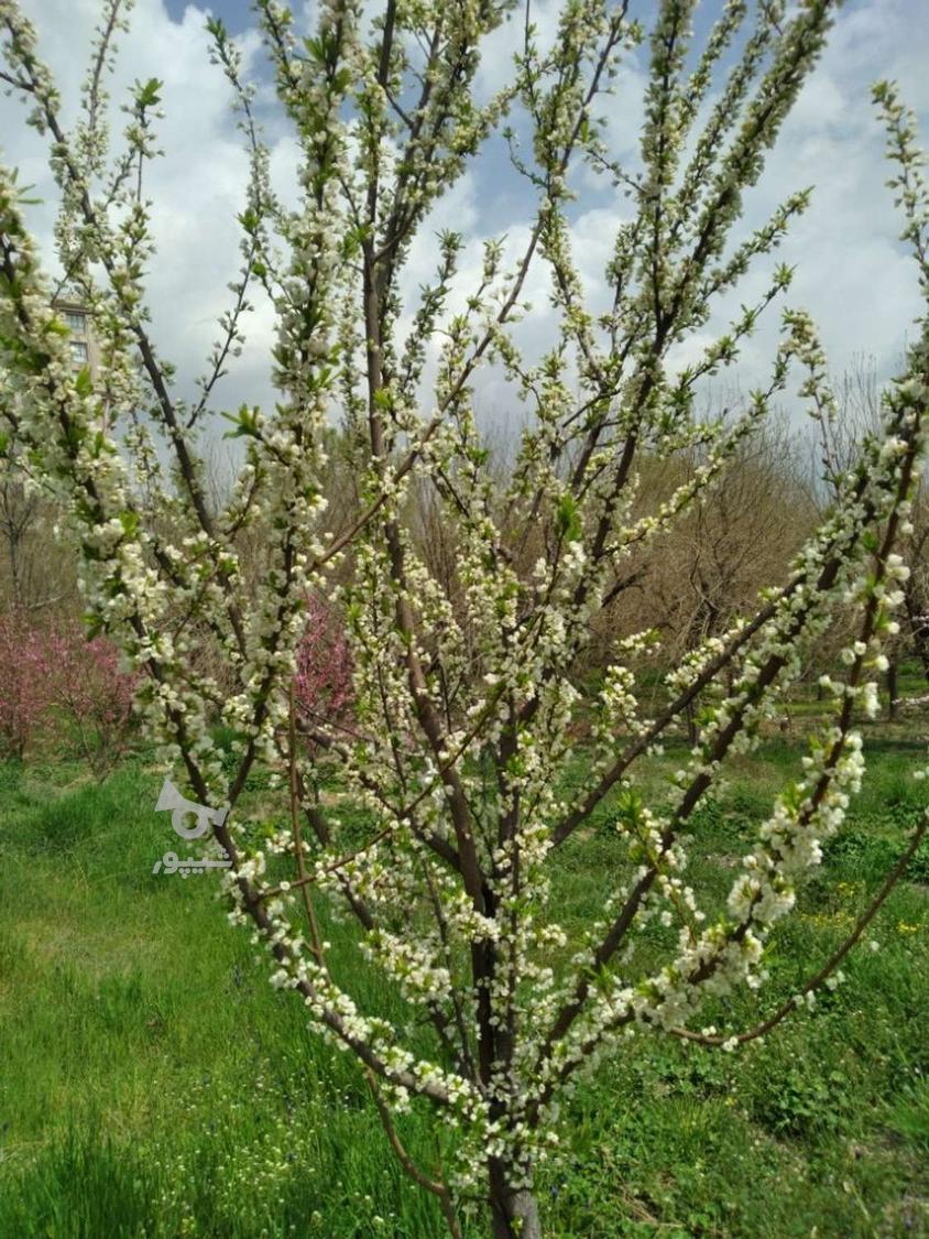 دنبال کار سرایداری نگهبانی باغبونی ویلای - fardin