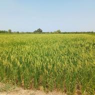 هرس درختان باغی وانجام کارهای باغی وزراعی