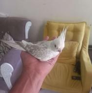 عروس هلندی کوتوله برزیلی گرینچیک سخنگو