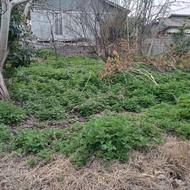 فروش زمین مسکونی 611 متر در تیسکابن