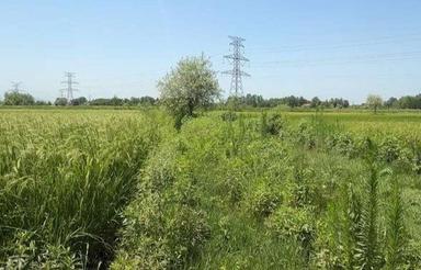 شالیزار مکانیزه4هزارمتری در گلرودبار لاهیجان