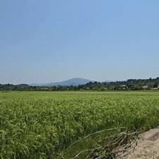 شالیزار2200متری در فشتال سیاهکل