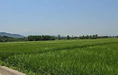 شالیزار مکانیزه1800متری در فشتال سیاهکل