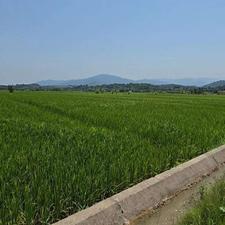 شالیزار مکانیزه2100متری در فشتال سیاهکل