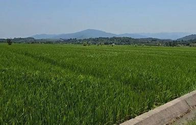 شالیزار مکانیزه2100متری در فشتال سیاهکل