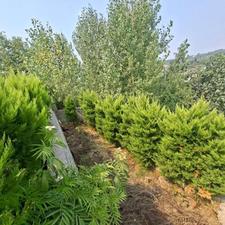 فروش زمین مسکونی 500 متر در وسطی کلا