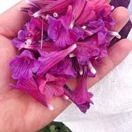گیاهان دارویی