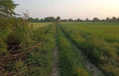 فروش زمین کشاورزی 150000 متر در جاده اصلی