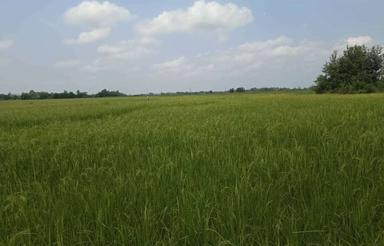 فروش ویلا 30000 متر در چهارده