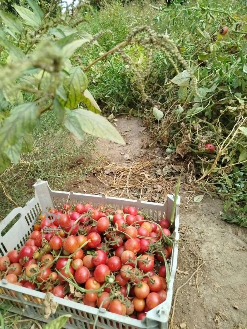 گوجه ریز ترش مزه بایک خرید متوجه میشی کیفیت عالی