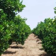 باغ 5هکتاری فروشی