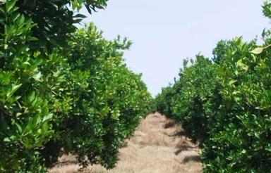 باغ 5هکتاری فروشی