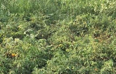 باغچه‌نقلی‌بابلسر‌شمال‌نزدیک ساحل