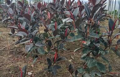 گلخانه 4000 متری در زمین 6000 متری سند دار