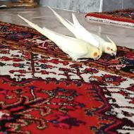 عروس هلندی