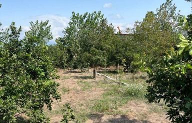 فروش زمین کشاورزی 300 متر در مذکوره