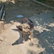 سگ ژرمن ، نگهبان واگذار