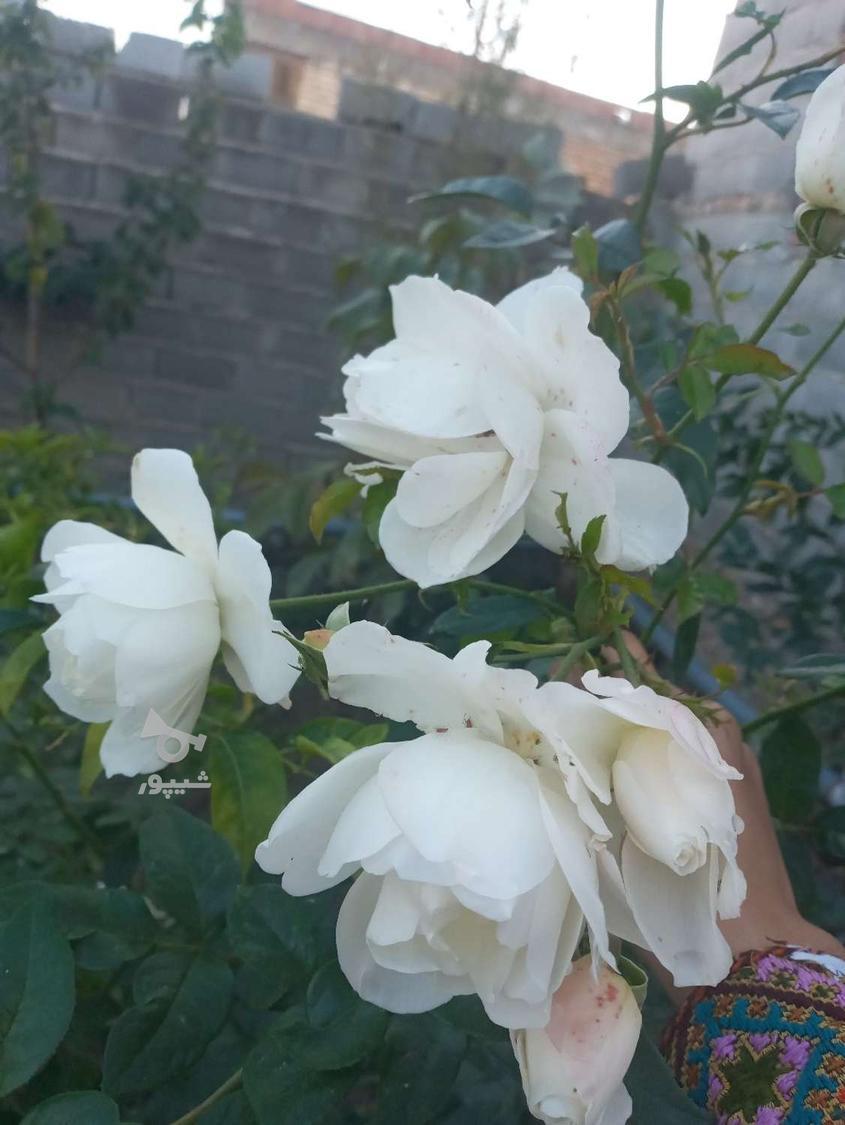 کارباغ وسرایداری یا نگهبانی - مرسانا