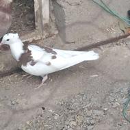 کبوتر جوان کاکولی