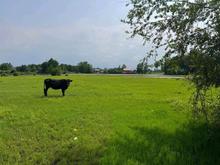 زمین 3300 متری مسکونی و شالیزاری دوبر کوچصفهان کنارسر در شیپور